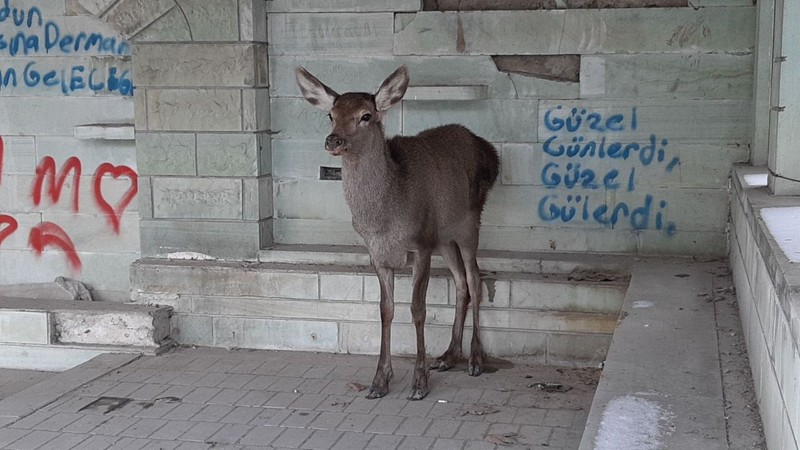 Bolu'da saldırıya uğradıktan sonra doğaya bırakılan hayvana 10 gün sonra gören resmi ekipler gözleriyle gördükleri manzaraya inanmadı - Resim: 4