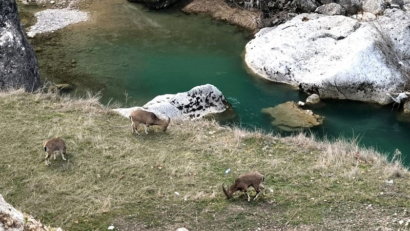 Tunceli'nin azgın suların arasındaki hayvan müthiş görüntülere sahne oldu. İzleyenler bir kez daha hayran kaldı - Resim: 2