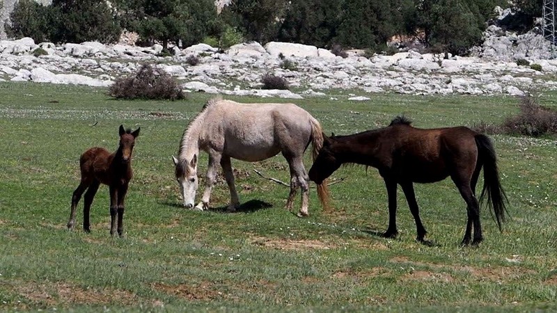 Antalya'da 90 bin dönümlük alanı yurt bilen vahşi canlılar havadan görüntülendi. İlk kez bu kadar kalabalık bir sürüyle görüldü - Resim: 9