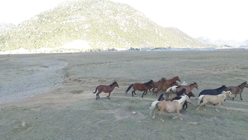 Antalya'da 90 bin dönümlük alanı yurt bilen vahşi canlılar havadan görüntülendi. İlk kez bu kadar kalabalık bir sürüyle görüldü - Resim: 7