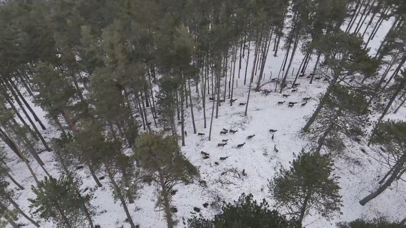 Samsun'da 100'lerceden oluşan doğanın harika hayvanının sürüsü, doğada yürüyüş yapan cerraha denk geldi. Karlı ormanda müthiş manzara - Resim: 6