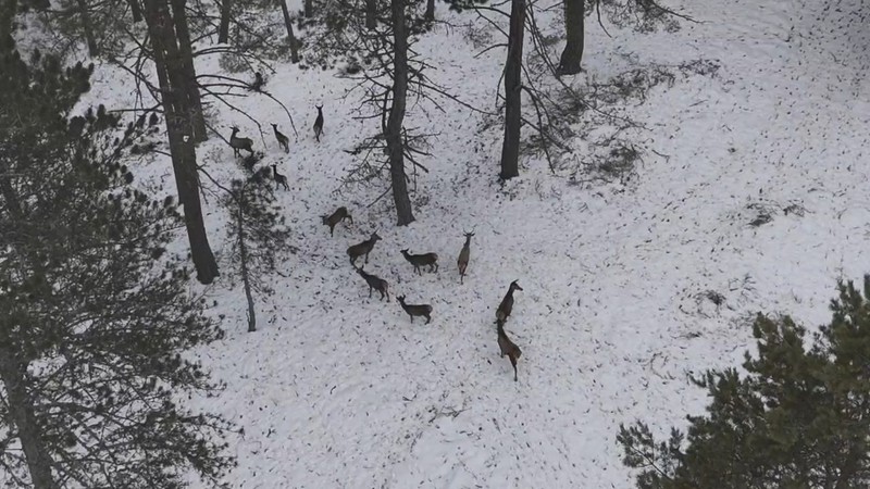 Samsun'da 100'lerceden oluşan doğanın harika hayvanının sürüsü, doğada yürüyüş yapan cerraha denk geldi. Karlı ormanda müthiş manzara - Resim: 3