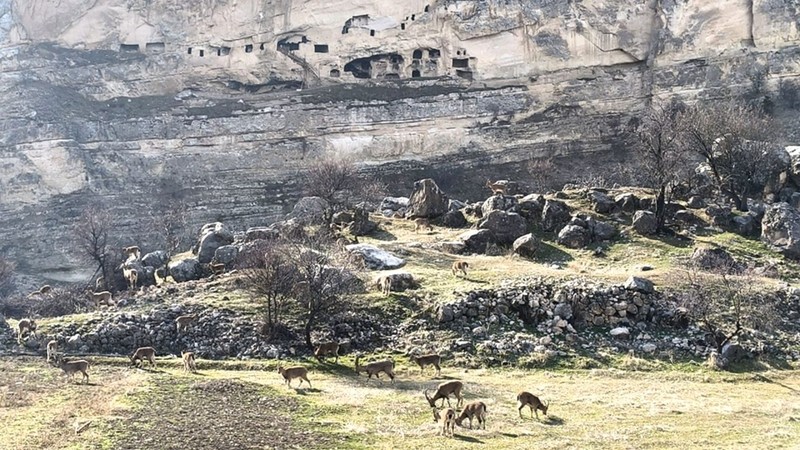 Tunceli'nin muhteşem doğasında o hayvan sürü halinde ortaya çıktı. Herkes çobansız sürü sanıyor. Yanına giden gerçeği görüyor - Resim: 4