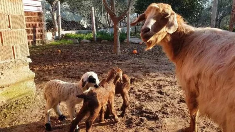 Alanya'da keçinin doğurduğu hayvanı gören köylüler gözlerine inanamadı. 100 yılda 1 bile böyle bir doğum bir daha olamaz - Resim: 2