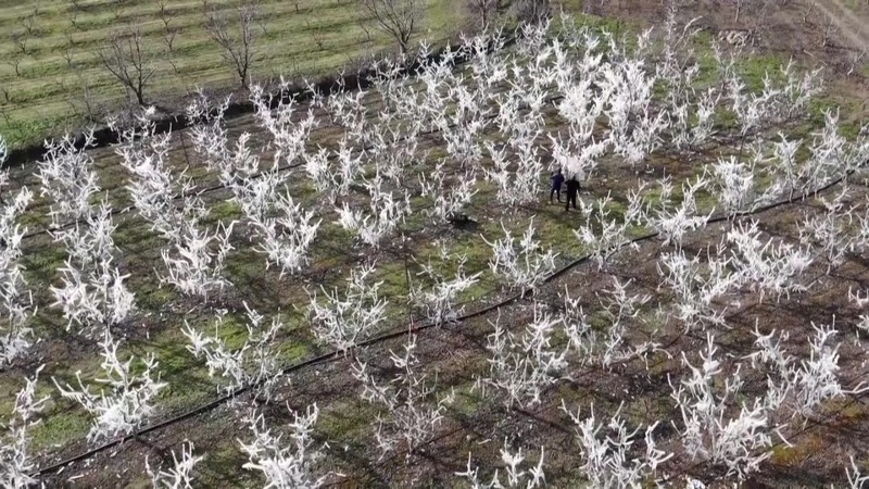 Amasya'da 400 tane ağacını teker teker dondurdu... Her bir dalın üzerinde koca koca buz sarkıtları oluştu. Manzarayı görenler şaştı kaldı - Resim: 3