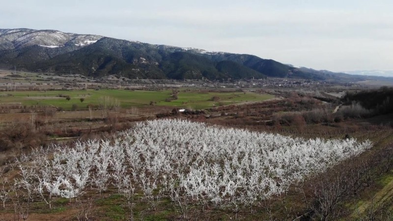 Amasya'da 400 tane ağacını teker teker dondurdu... Her bir dalın üzerinde koca koca buz sarkıtları oluştu. Manzarayı görenler şaştı kaldı - Resim: 6