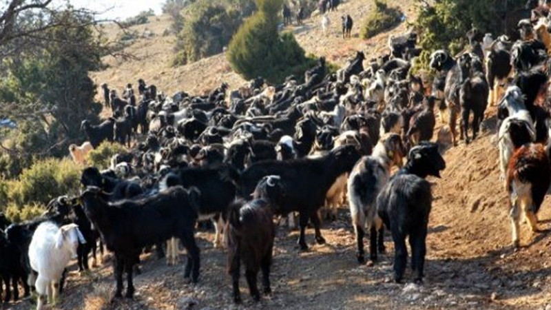 Kahramanmaraş'ta çoban 100'lerce keçiyi otlattığı sırada dehşet veren bir detay fark etti. 1 keçisine bakınca korkunç manzarayı gördü - Resim: 1