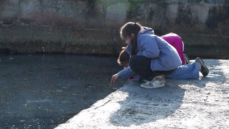 Moda Sahili'nde korkunç manzara! 150 milyon yıllık canlılar istila etti,  Marmara Denizi alarm verdi. Denizin bedava işçilerini yok ediyorlar - Resim: 6