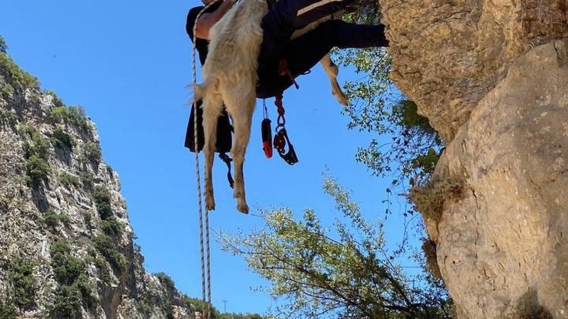 Manisa'da dağlık alanda 1  tane  keçiyi gören vatandaşlar bir daha keçiye doğru bakınca gözlerine inanamadı. Bölgeye acilen ekipler davet edildi - Resim: 2