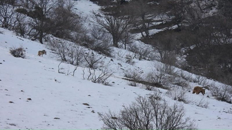 Tunceli ile Erzincan sınırında yer alan Sansa Vadisinde beyaz kar manzarasının üstünde 2 tane hayvan aldığı koku ile aynı şey için geldi - Resim: 1