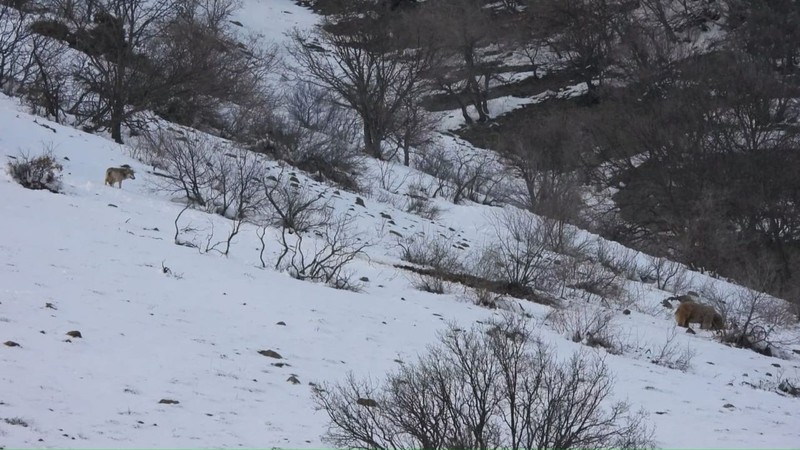 Tunceli ile Erzincan sınırında yer alan Sansa Vadisinde beyaz kar manzarasının üstünde 2 tane hayvan aldığı koku ile aynı şey için geldi - Resim: 2