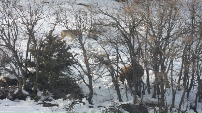 Tunceli ile Erzincan sınırında yer alan Sansa Vadisinde beyaz kar manzarasının üstünde 2 tane hayvan aldığı koku ile aynı şey için geldi - Resim: 4