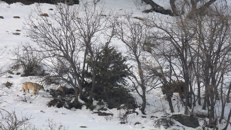 Tunceli ile Erzincan sınırında yer alan Sansa Vadisinde beyaz kar manzarasının üstünde 2 tane hayvan aldığı koku ile aynı şey için geldi - Resim: 5