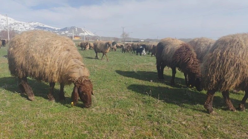 Erzincan'da havaların ısınmasıyla besiciler büyük mutluluk yaşadı. Aylardır kapalı kalan 300 hayvan aynı anda o bölgeye koştu - Resim: 2