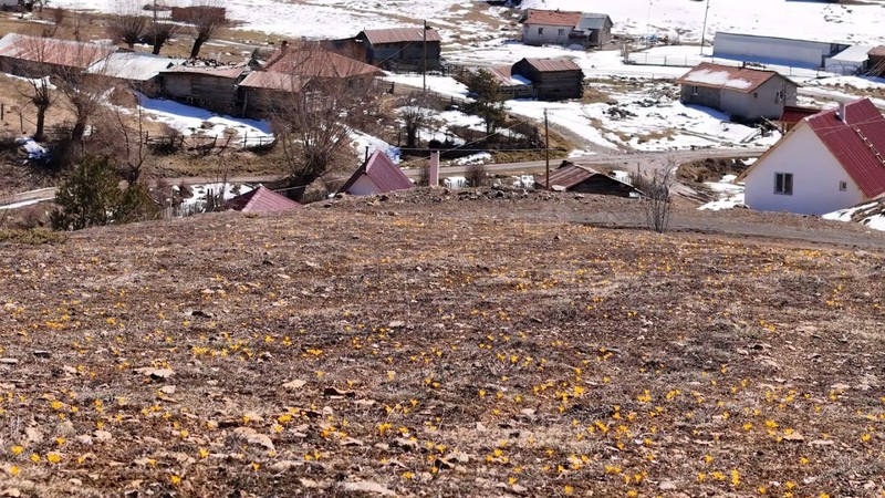 Ankara'da bir yanda beyazlar içinde karlar varken, diğer yandan sarı sarı çıkan manzara görenleri büyüledi. Müthiş manzara - Resim: 1