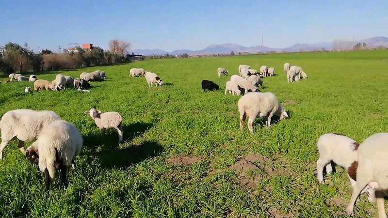 Erzincan'da havaların ısınmasıyla besiciler büyük mutluluk yaşadı. Aylardır kapalı kalan 300 hayvan aynı anda o bölgeye koştu - Resim: 5