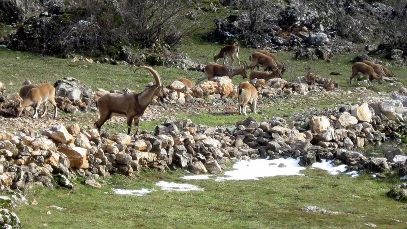 Gümüşhane dağlarının süsü olarak kabul edilen hayvandan, dağın yamacında 10'larca hep birlikte ortaya çıktı. Muazzam manzara oluşturdular - Resim: 5