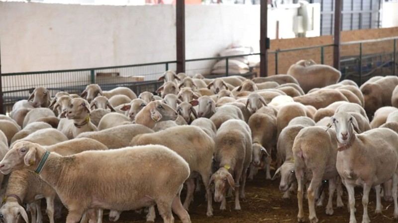 Tunceli'de 1000'lerce koyun ve keçide ortaya çıktı. Yayılırsa hepsi 1 hafta içinde ölecek. Yetkililer 28 gün boyunca yasakladı - Resim: 2