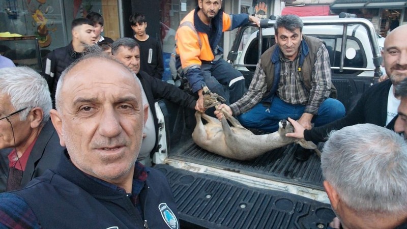 Doğada nadir görülen ürkek canlılar, son günlerde Artvin'de sıkça rastlanmaya başladı. Şehre inme vakaları artınca uzmanından önemli açıklama geldi - Resim: 4