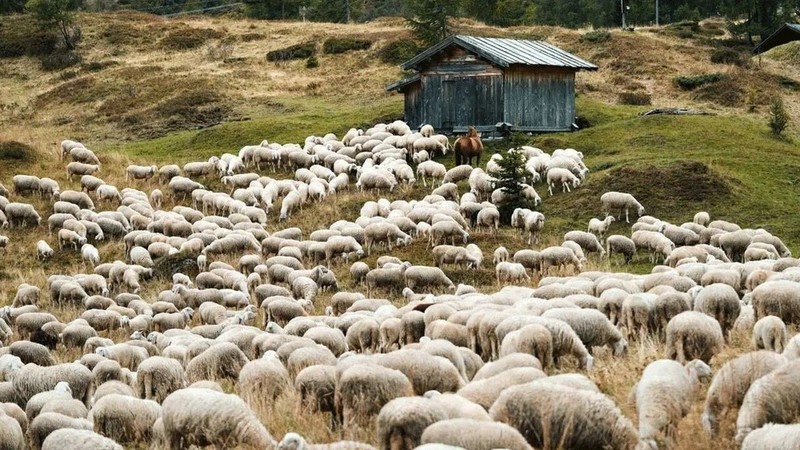 Çiftlikte 1 milyonda 1 kez gerçekleşen bir doğum meydana geldi. Hamile koyununa bakmaya giden çiftçi saydı, tam 1,2,3,4,5 tane vardı - Resim: 1