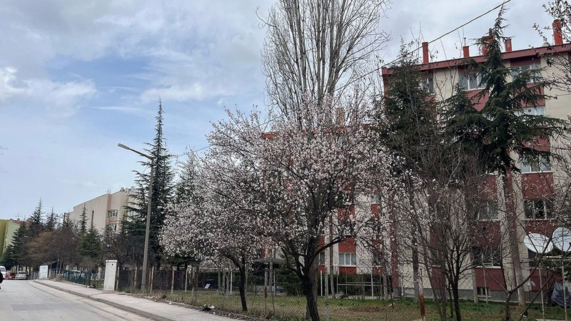 Eskişehir'de ağaçlara bakan vatandaşlar müthiş bir manzara gördü. Ama Türkiye'yi salı günü korkunç bir şey bekliyor - Resim: 2