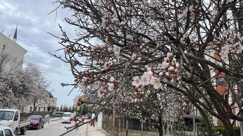 Eskişehir'de ağaçlara bakan vatandaşlar müthiş bir manzara gördü. Ama Türkiye'yi salı günü korkunç bir şey bekliyor - Resim: 3