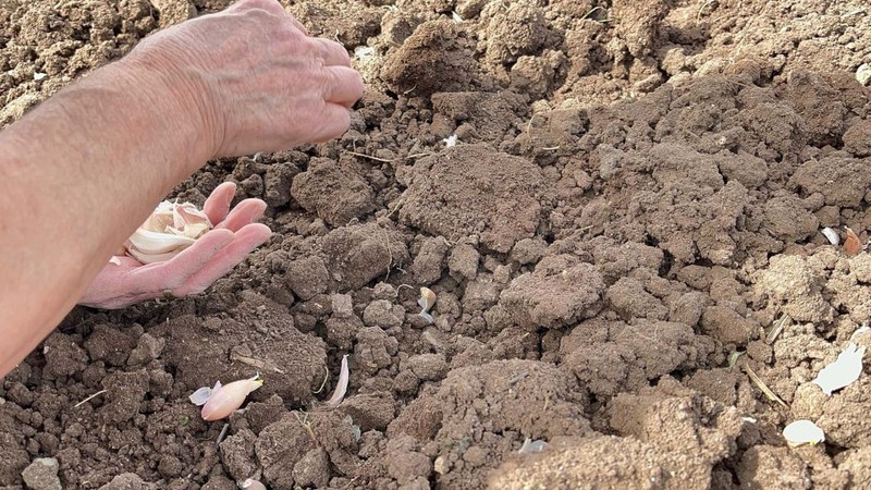 Kastamonu'da yaşına aldırış etmeyen 77 yaşındaki çiftçi, her yıl yaklaşık 15 dönüm coğrafi işaretli ürünü tarlasına ekiyor - Resim: 2