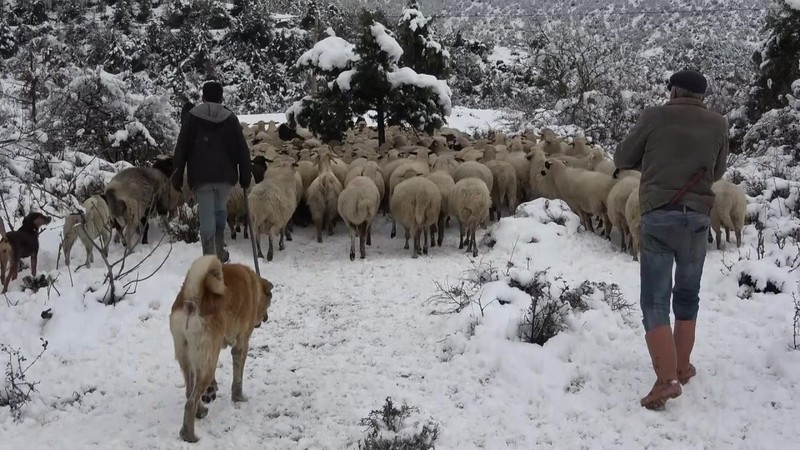 Amasya'da çobanın kar üstünde 100'lerce koyuna yaptığı hareket görenleri hayrete düşürdü. Koyunlara yemin yanında veriyor - Resim: 1