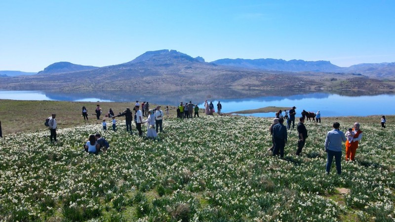 Adıyaman'da her yıl mart ayında aynı bölgede kendi kendilerine yetişiyorlar. Turistlerin akınına uğrayan 50 dönümlük alan sarı ve beyaz renge bürünüyor - Resim: 3