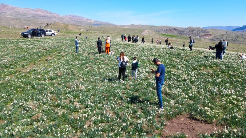 Adıyaman'da her yıl mart ayında aynı bölgede kendi kendilerine yetişiyorlar. Turistlerin akınına uğrayan 50 dönümlük alan sarı ve beyaz renge bürünüyor - Resim: 1