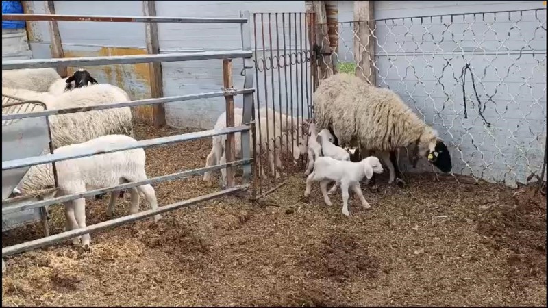 Burdur'da çiftçi ahırına girdikten sonra koyununun altına bakınca gördüğü manzaraya inanamadı. Saydığında tam 1,2,3,4 tane vardı - Resim: 5