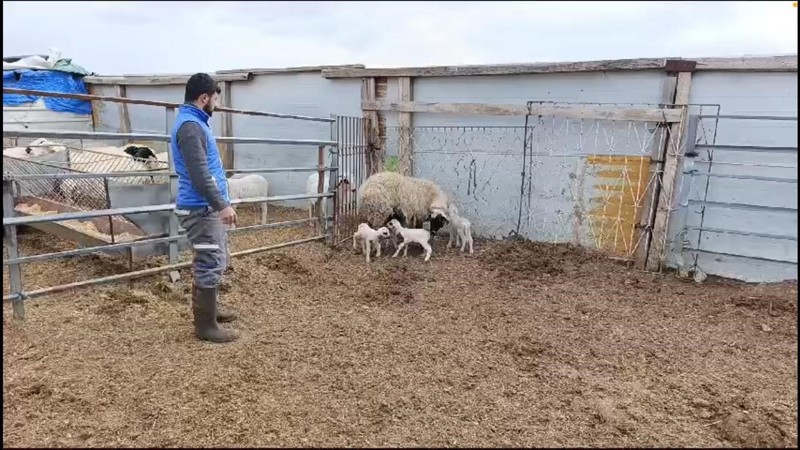 Burdur'da çiftçi ahırına girdikten sonra koyununun altına bakınca gördüğü manzaraya inanamadı. Saydığında tam 1,2,3,4 tane vardı - Resim: 1