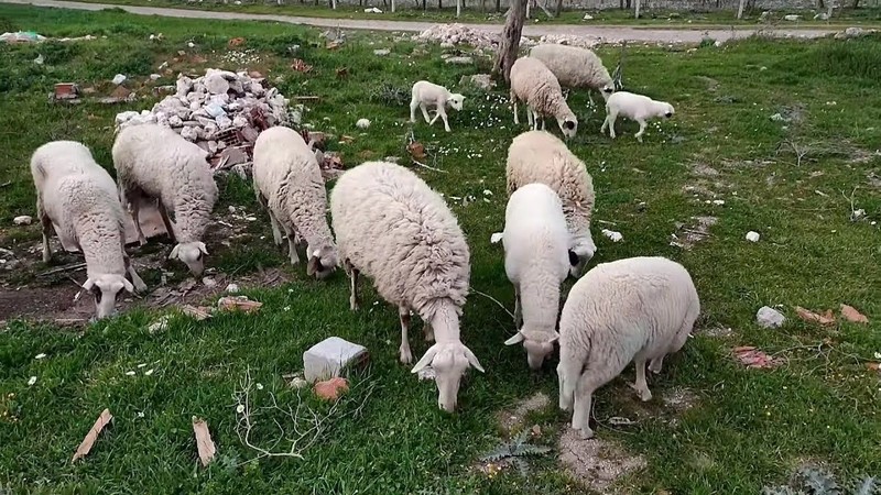 1000'lerce koyunu otlatan çoban, ormanın içerisine girdikten sonra yerde yatan koyundaki detayı fark edince dehşete düştü. Acilen resmi ekiplere telefon etti - Resim: 1