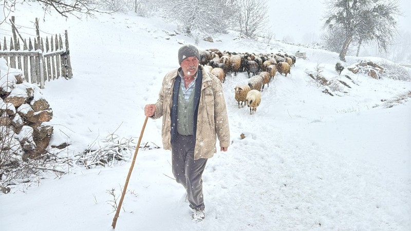 Tokat'ta 100'lerce koyunu otlatmak için meraya çıkan çobanlar, meraya gittiklerinde büyük bir sürprizle karşılaştı. Koyunlar bile bunu beklemiyordu - Resim: 4