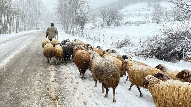 Tokat'ta 100'lerce koyunu otlatmak için meraya çıkan çobanlar, meraya gittiklerinde büyük bir sürprizle karşılaştı. Koyunlar bile bunu beklemiyordu - Resim: 5