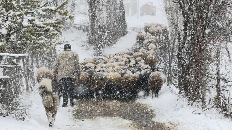 Tokat'ta 100'lerce koyunu otlatmak için meraya çıkan çobanlar, meraya gittiklerinde büyük bir sürprizle karşılaştı. Koyunlar bile bunu beklemiyordu - Resim: 1