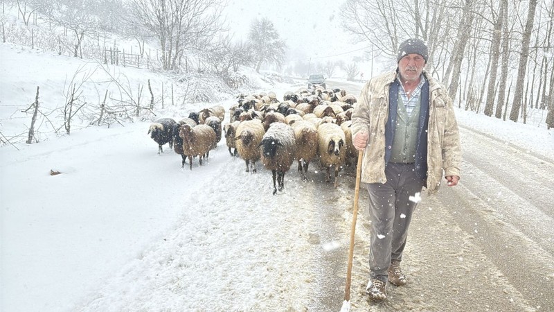 Tokat'ta 100'lerce koyunu otlatmak için meraya çıkan çobanlar, meraya gittiklerinde büyük bir sürprizle karşılaştı. Koyunlar bile bunu beklemiyordu - Resim: 2