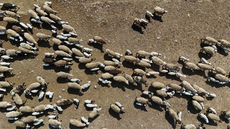 Erzurum'da çitler kalktı, 100'lerce koyun ilk kez kuzularıyla buluştu. O anlar havadan görüntülendi - Resim: 3