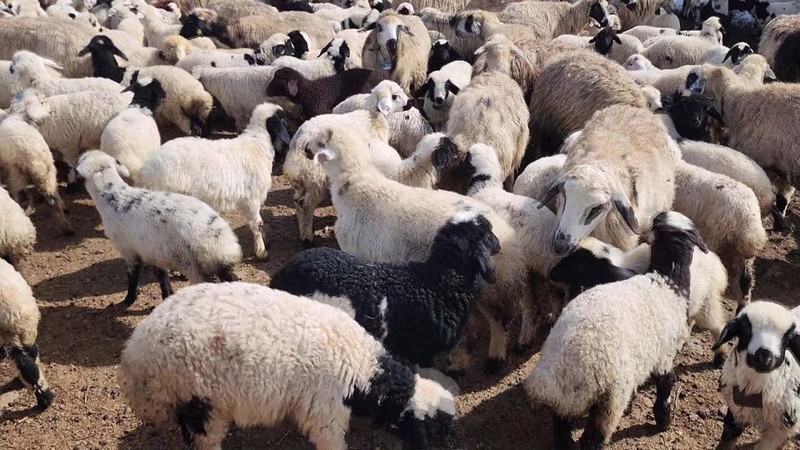 Erzurum'da çitler kalktı, 100'lerce koyun ilk kez kuzularıyla buluştu. O anlar havadan görüntülendi - Resim: 5