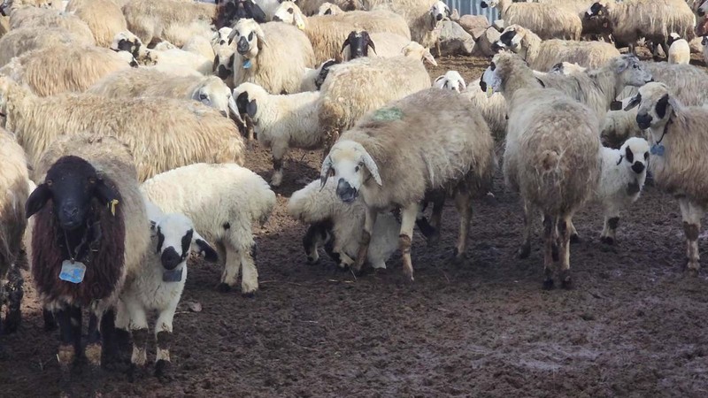 Erzurum'da çitler kalktı, 100'lerce koyun ilk kez kuzularıyla buluştu. O anlar havadan görüntülendi - Resim: 7