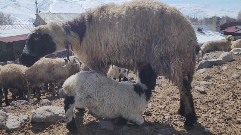 Erzurum'da çitler kalktı, 100'lerce koyun ilk kez kuzularıyla buluştu. O anlar havadan görüntülendi - Resim: 6