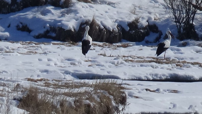 Kars'ta -24 derece havada o hayvanı gören vatandaşlar dehşete düştü. Kars'tan Türkiye'ye resmen felaket haberini bir hayvan verdi - Resim: 4