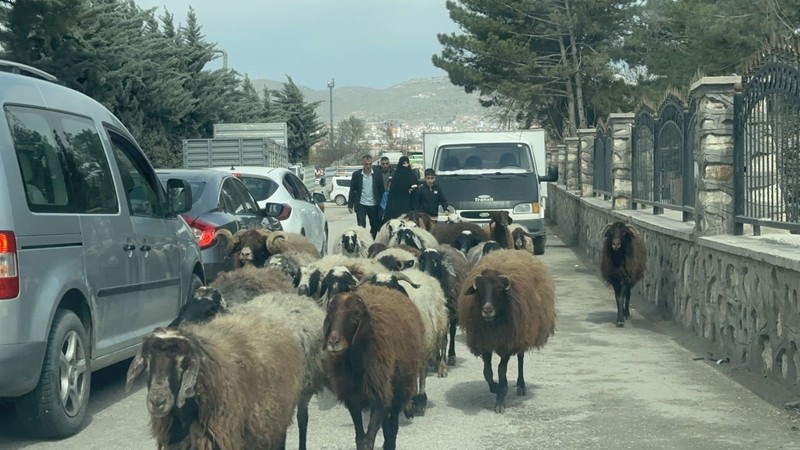 Elazığ'da 100'lercesi aniden ortaya çıktı. Sadece Elazığ'da değil yakın zamanda Türkiye'nin her yerinden çıkabilirler - Resim: 3