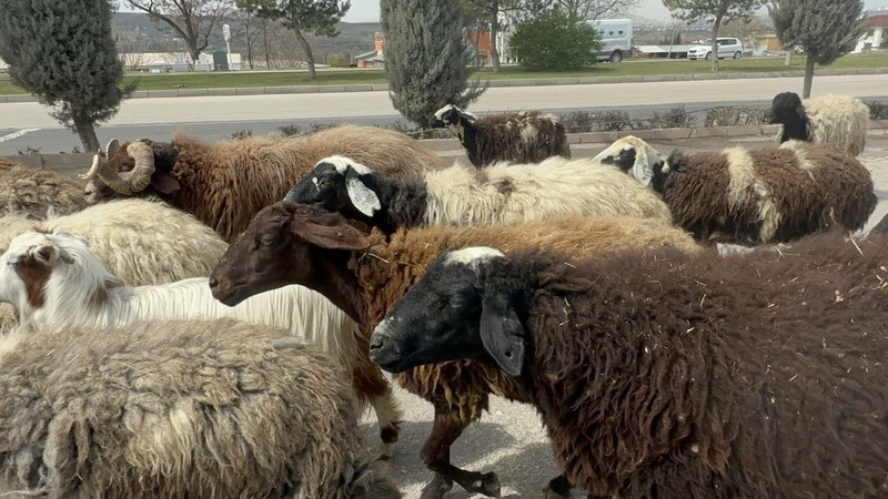 Elazığ'da 100'lercesi aniden ortaya çıktı. Sadece Elazığ'da değil yakın zamanda Türkiye'nin her yerinden çıkabilirler - Resim: 2