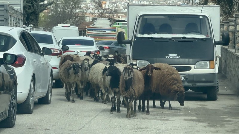 Elazığ'da 100'lercesi aniden ortaya çıktı. Sadece Elazığ'da değil yakın zamanda Türkiye'nin her yerinden çıkabilirler - Resim: 1