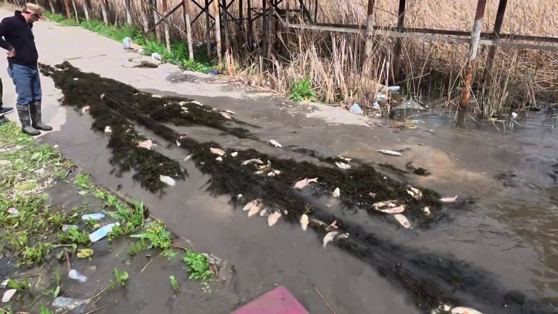 Sakarya’da doğada büyük felaket. Amatör balıkçılar attı, 1000’lercesi teker teker telef oldu - Resim: 5