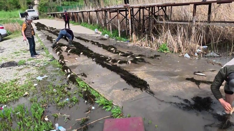 Sakarya’da doğada büyük felaket. Amatör balıkçılar attı, 1000’lercesi teker teker telef oldu - Resim: 6