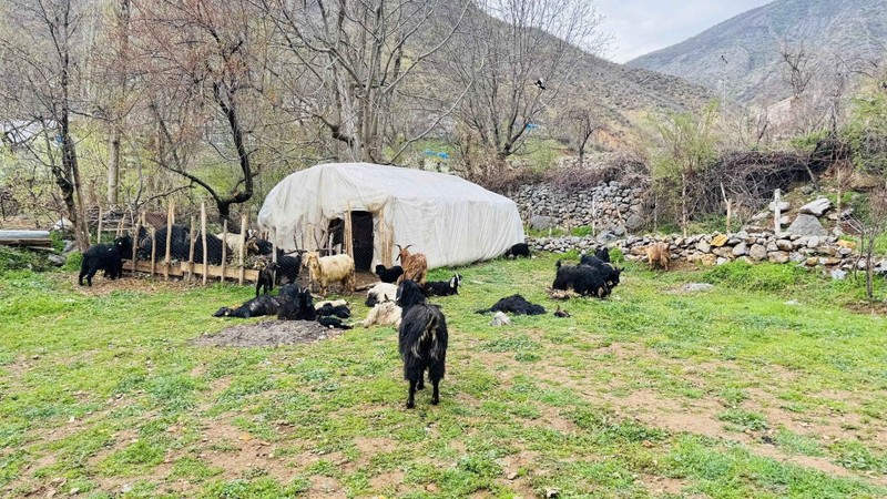 Şırnak’ta ahıra daldılar saniyeler içerisinde 18 keçiyi teker teker telef ettiler - Resim: 1