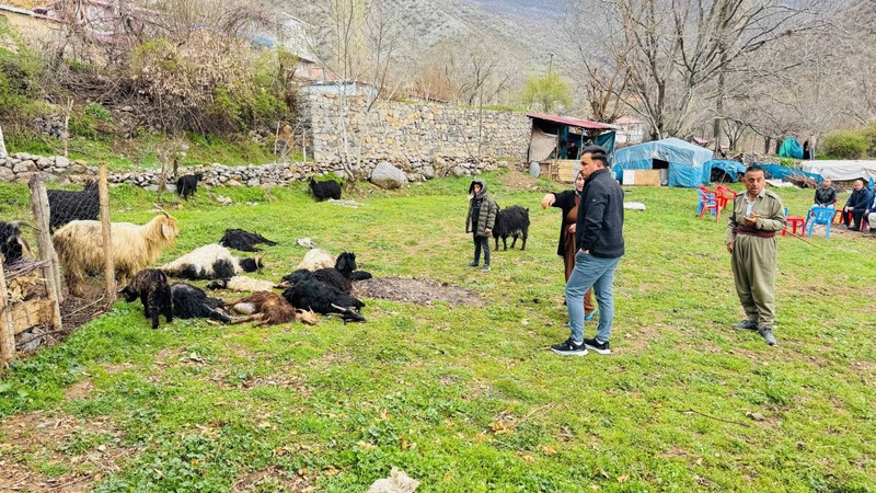 Şırnak’ta ahıra daldılar saniyeler içerisinde 18 keçiyi teker teker telef ettiler - Resim: 2