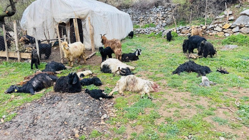 Şırnak’ta ahıra daldılar saniyeler içerisinde 18 keçiyi teker teker telef ettiler - Resim: 3
